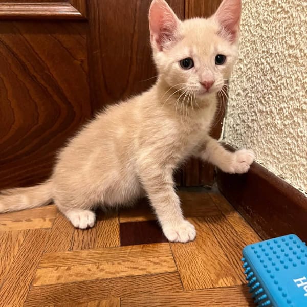 Techno — Gato Común Europeo