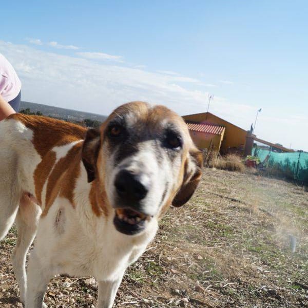 Dehesa — Mastín Español