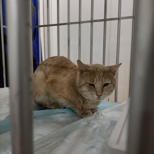 Nico — Gato Común Europeo