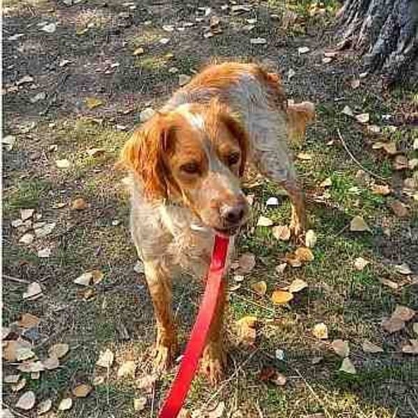 Mus — Setter Inglés