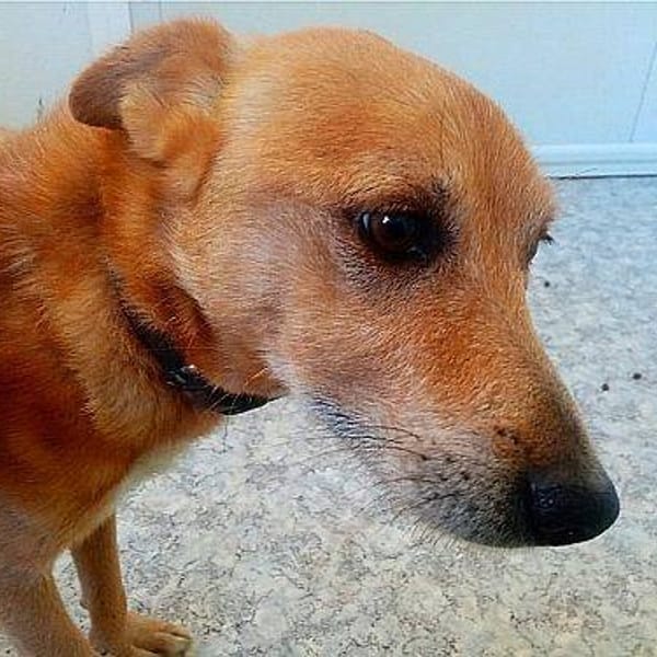 Loky — Podenco Canario