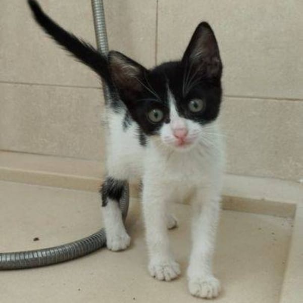 Ami — Gato Común Europeo