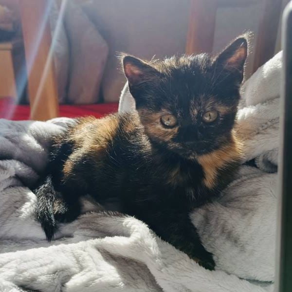 Amanda — Gato Común Europeo