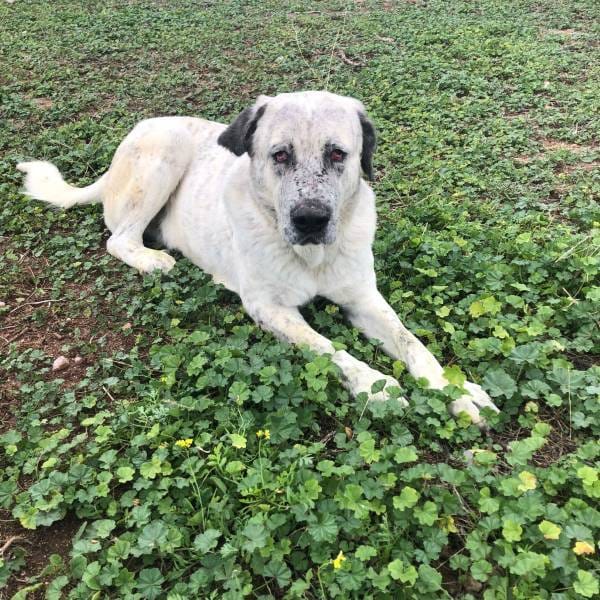 Max — Mastín Español