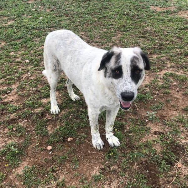 Simba — Mastín Español