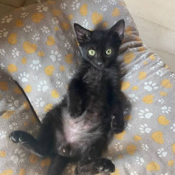 Helbert — Gato Común Europeo