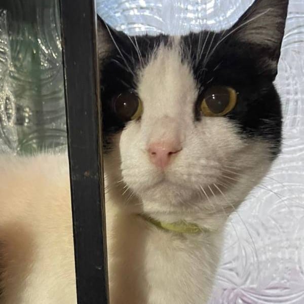 Hansel — Gato Común Europeo