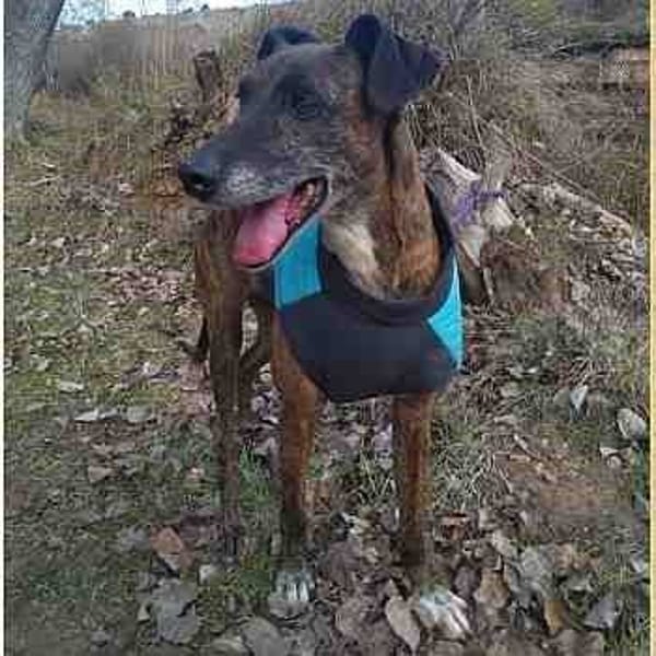 Duma — Galgo Español