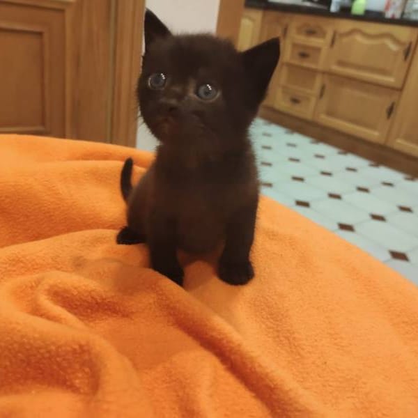 Boto — Gato Común Europeo