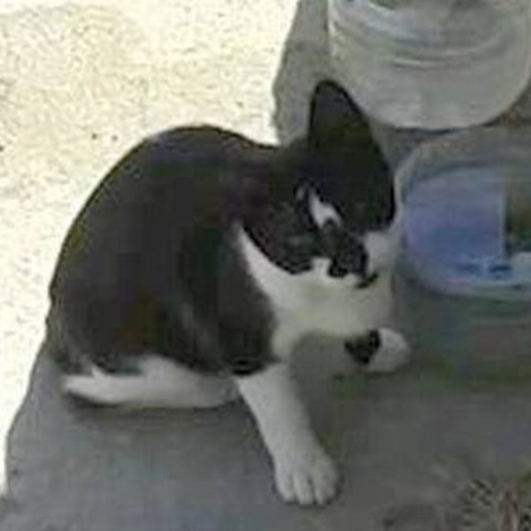 Pecho blanco — Gato Común Europeo