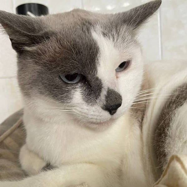 Gretel — Gato Común Europeo