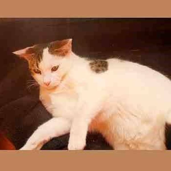 Turrón — Gato Común Europeo