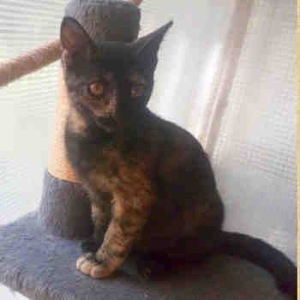 Roma — Gato Común Europeo