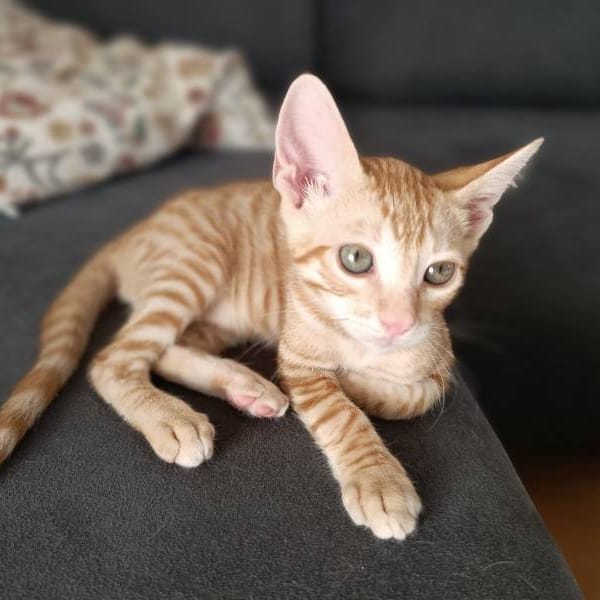 Sugar baby — Gato Común Europeo