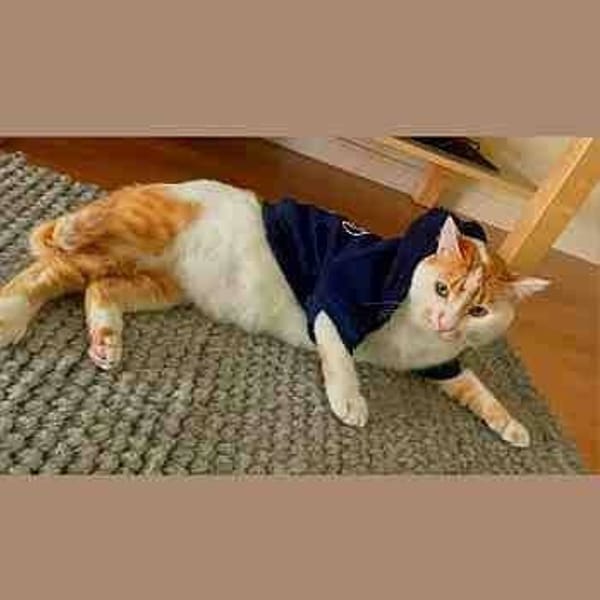 Luigi — Gato Común Europeo