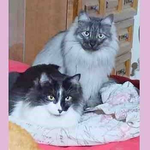 Fermín — Angora Turco