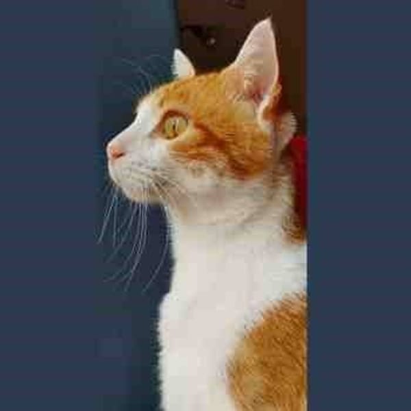 Dorito — Gato Común Europeo