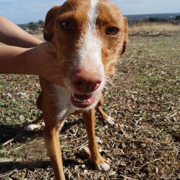 Senda — Podenco Canario