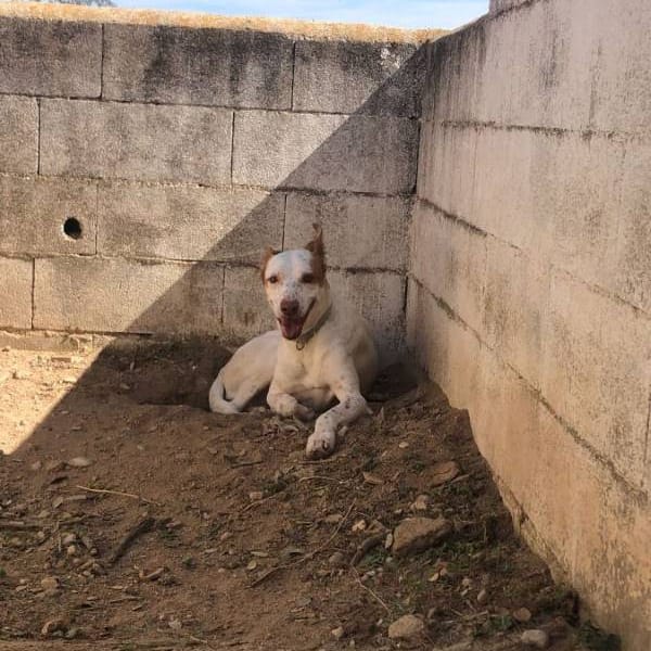 Angelito — Cruzado