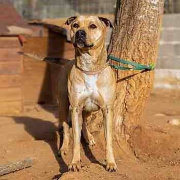 Kayla — Braco Alemán