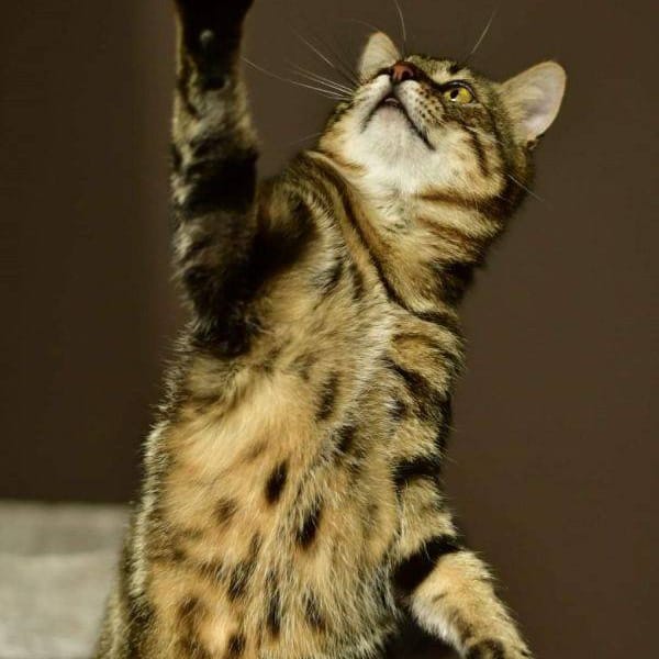 Romeo — Gato Común Europeo