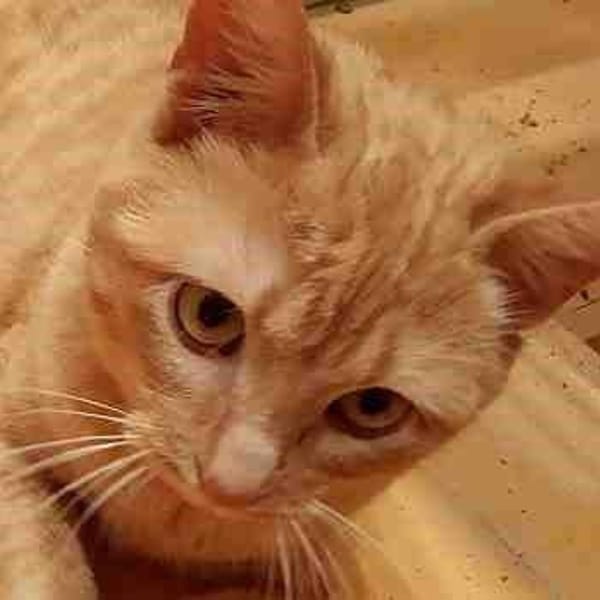 Mandarina — Gato Común Europeo