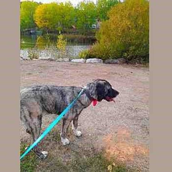 Texas — Mastín Español