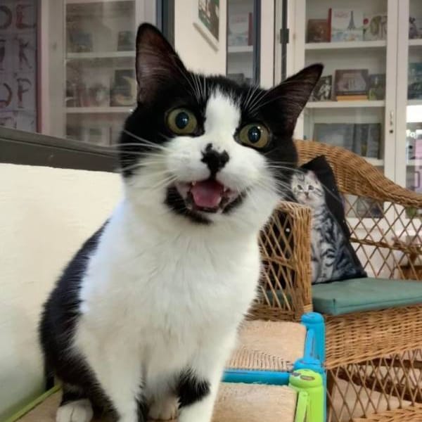 Mandy — Gato Común Europeo