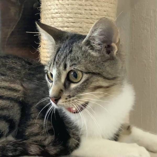 Infante — Gato Común Europeo