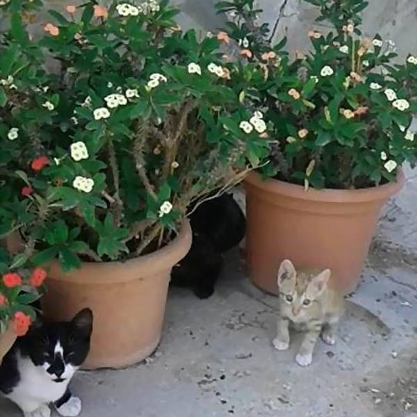 Rati (ratilla) — Gato Común Europeo