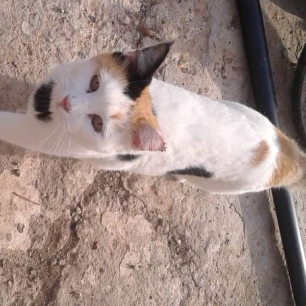 Chiquitilla — Gato Común Europeo