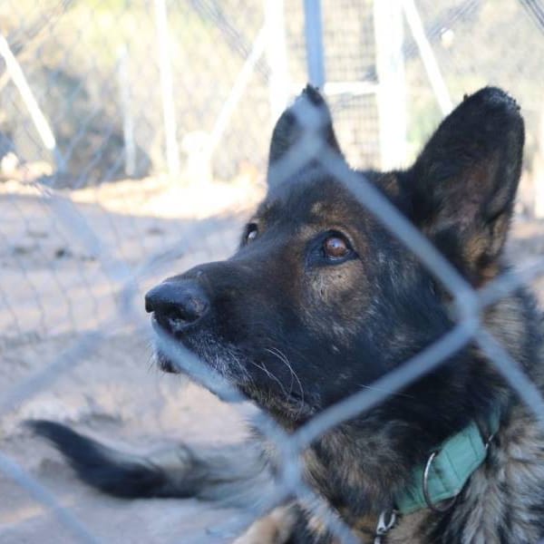 Sable — Pastor Alemán