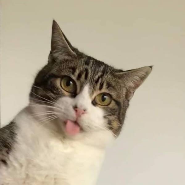 Siri — Gato Común Europeo