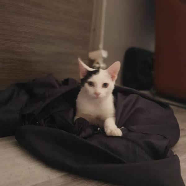 Chamber y phenix — Cruzado