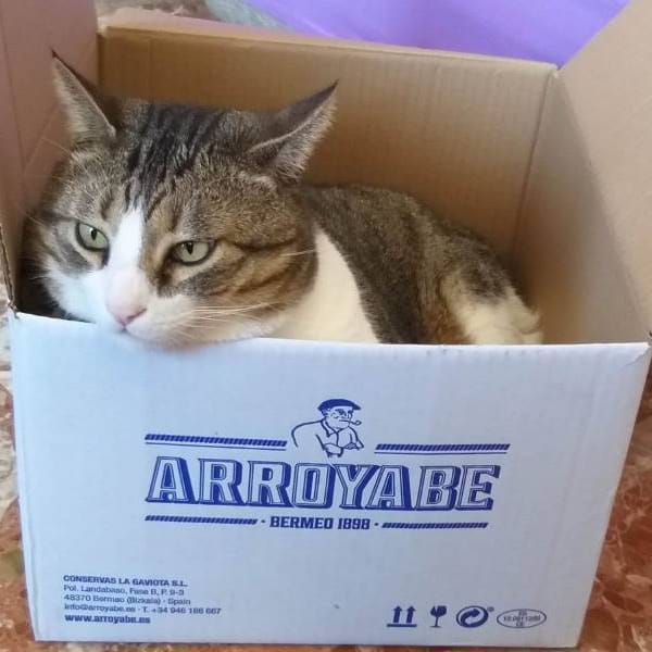 Nicolas — Gato Común Europeo