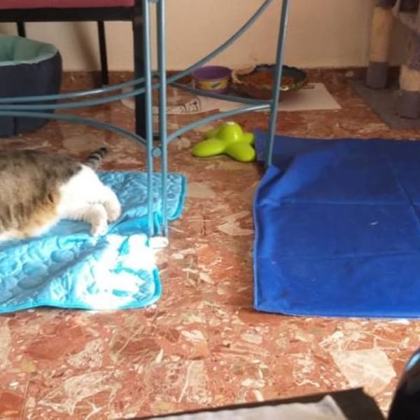 Nicolás — Cruzado