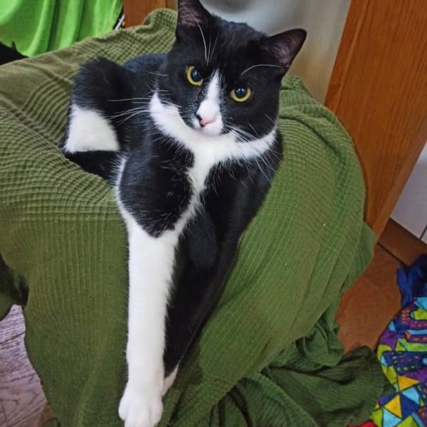 Meiga y miño — Gato Común Europeo