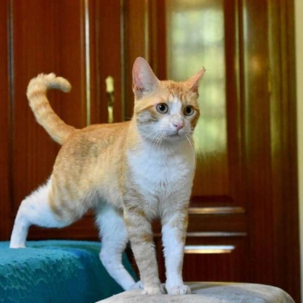 Vainilla — Gato Común Europeo