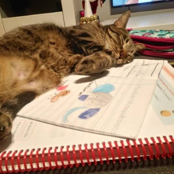 Nico — Gato Común Europeo