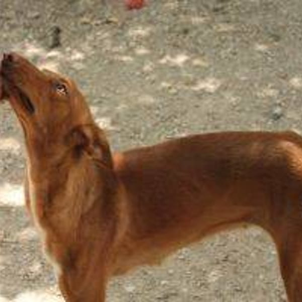 Sáhara — Podenco Canario