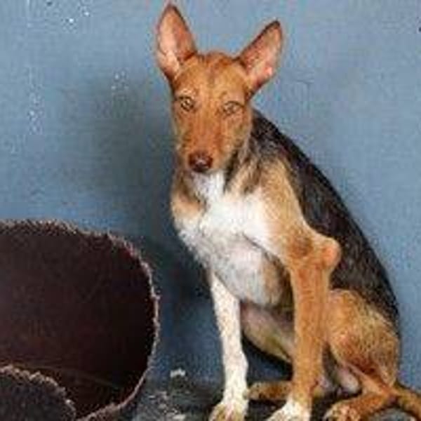 Pax — Podenco Canario
