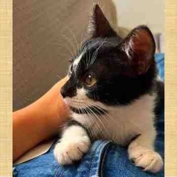 Dominó — Gato Común Europeo