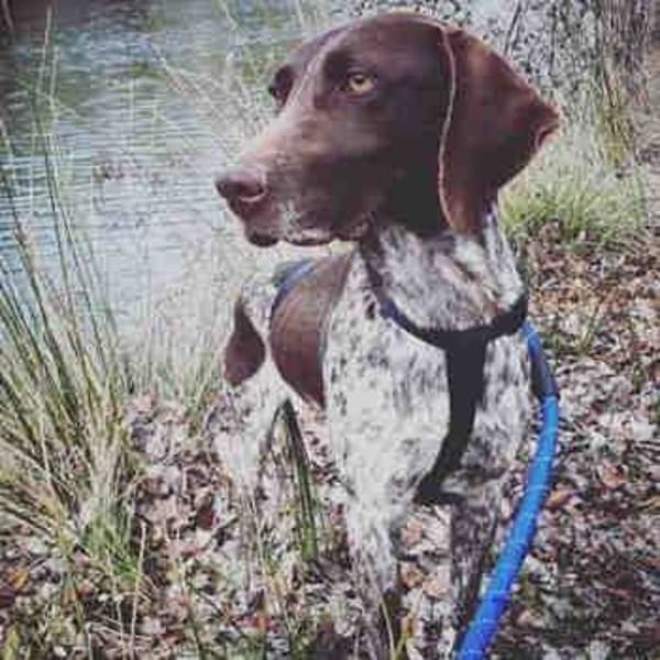 Niebla — Braco Alemán