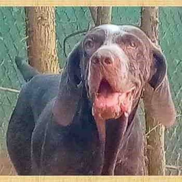 Niña — Braco Alemán