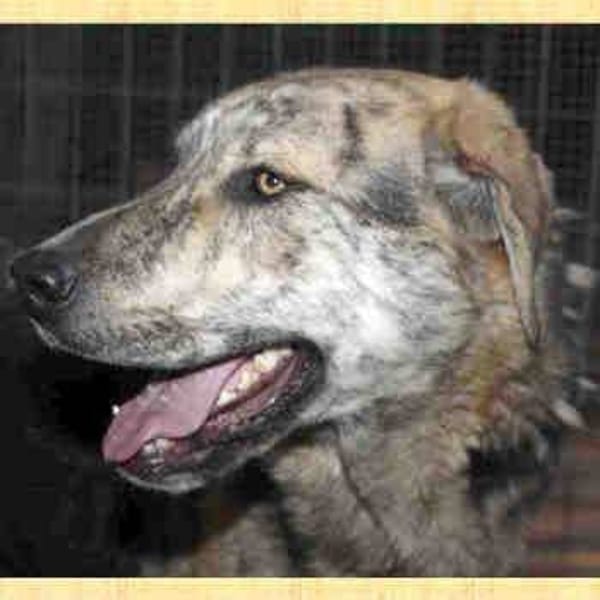 Cooper — Mastín Español