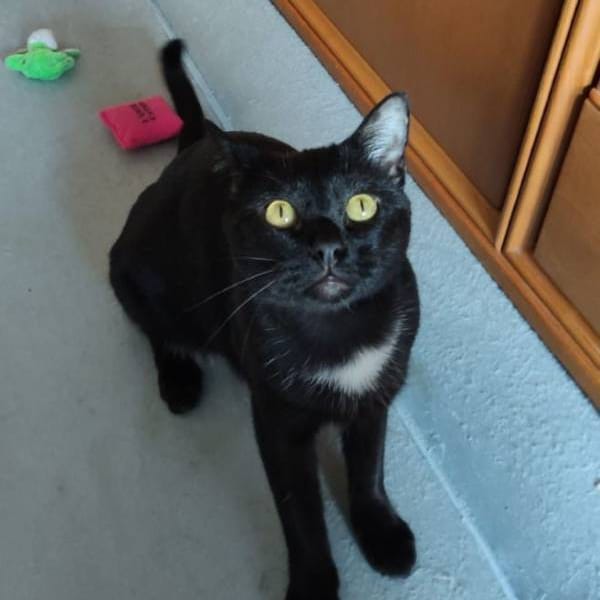 Kepu — Gato Común Europeo