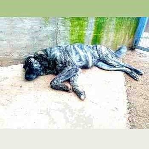 Roxy — Mastín Español