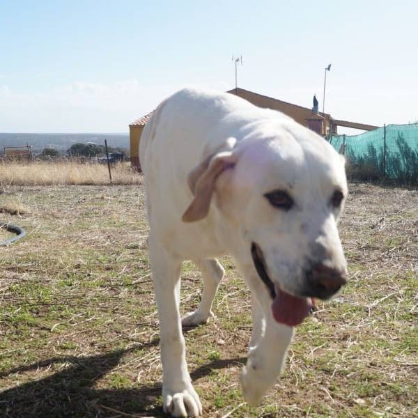 Fanny — Mastín Español