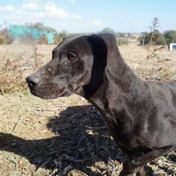 Tula — Pointer Inglés