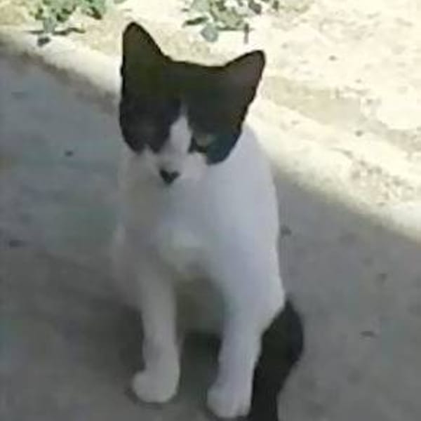 Rayito veloz — Gato Común Europeo